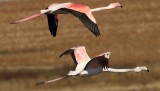 Greater Flamingo