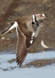 three_banded_plover