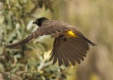 african_red_eyed_bulbul_