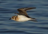 White fronted Plover.jpg