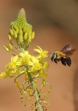 Native bee Nylavley Nature Reserve South Africa