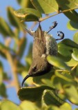 Amethyst Sunbird (m)