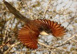 Burchells Coucal