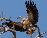 White-backed Vulture