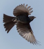 fork_tailed_drongo