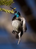 White Bellied sunbird 