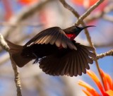 Scarlet chested Sunbird