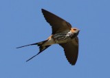 Lesser Striped Swallow3.jpg