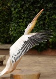great_white_pelican