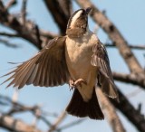 White browed Sparrow Weaver