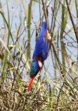 Malachite Kingfisher