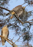 018Red shouldered hawks.jpg