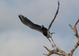 Abdims Stork