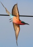 southern_carmine_bee_eater