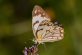 Brown veined white