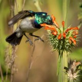 White bellied Sunbird