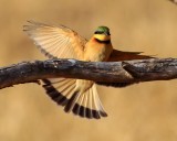 Little Bee Eater