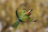 White fronted Bee Eater