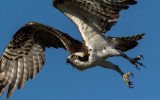 Osprey looking for small prey