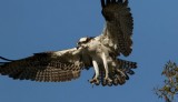 Osprey-6R.jpg