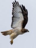 Red-tailed Hawk