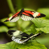 Piano butterflies