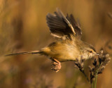 Rattling Cisticola