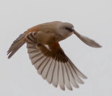 grey-headed_sparrow