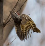 cardinal_woodpecker