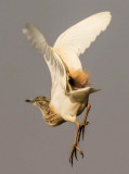 Squacco Heron