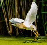 squacco_heron