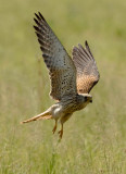 Lesser Kestrel