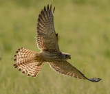 Lesser Kestrel