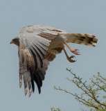 Ovambo Sparrowhawk