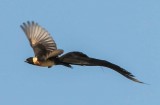 long-tailed_paradise_whydah