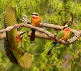 White fronted Bee eater