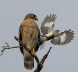 Red shoulder hawk with mocker bird