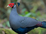 Siamese Fireback - male - profile - 2011