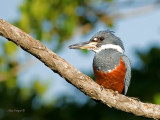 Ringed Kingfisher - female CV - 2013