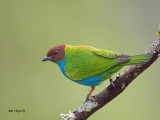 Bay-headed Tanager - male 2 - 2013