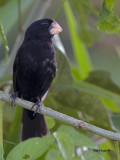 Nicaraguan Seed-Finch - 2013 - male 2