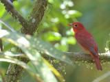 Summer Tanager - male - 2 - 2013