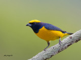 Yellow-crowned Euphonia - male - 2013