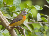 Cherries Tanager 2013 - female