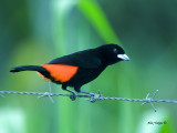 Cherries Tanager 2013 - male