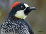 Acorn Woodpecker - female - portrait - 2013