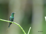 Green Thorntail - male 2 - 2013