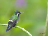 Green Thorntail - female 2 - 2013