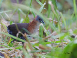 White-throated Crake - 2013 - 2