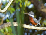 Ringed Kingfisher - male 2 CV - 2013